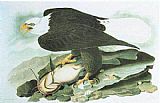 John James Audubon Bald Eagle painting